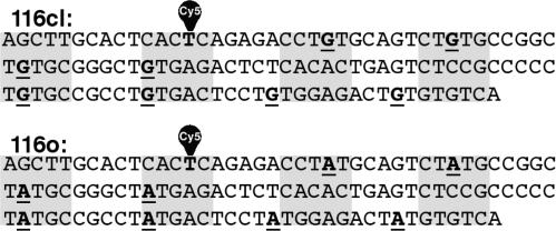 https://cdn.ncbi.nlm.nih.gov/pmc/blobs/8209/2724272/cae45736fc7e/gkp442f1.jpg