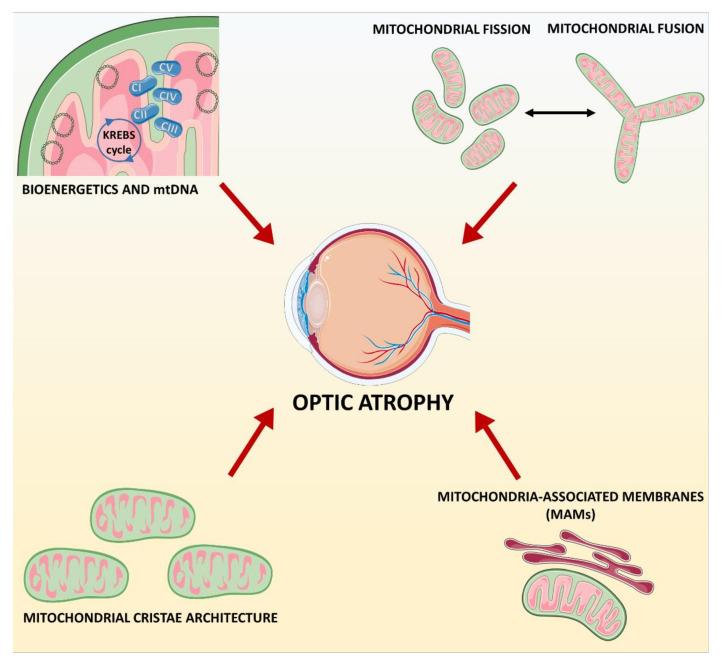 https://cdn.ncbi.nlm.nih.gov/pmc/blobs/8209/8064499/126baa6f83cc/biomolecules-11-00496-g006.jpg
