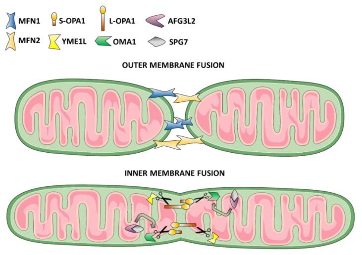 https://cdn.ncbi.nlm.nih.gov/pmc/blobs/8209/8064499/34535752d1cb/biomolecules-11-00496-g002.jpg