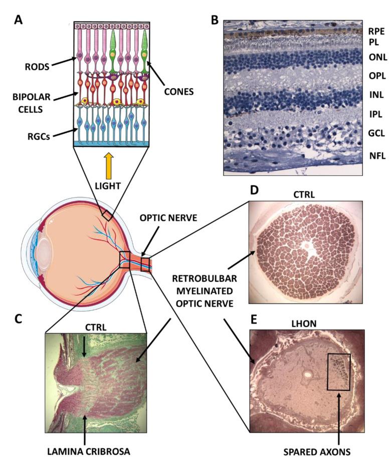 https://cdn.ncbi.nlm.nih.gov/pmc/blobs/8209/8064499/9bfd4709651d/biomolecules-11-00496-g001.jpg