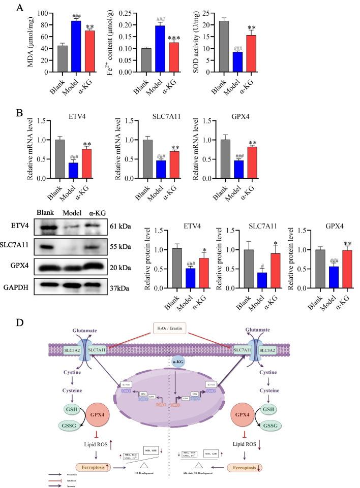 https://cdn.ncbi.nlm.nih.gov/pmc/blobs/820e/11177415/ecf3a10ffcd3/11658_2024_605_Fig6_HTML.jpg