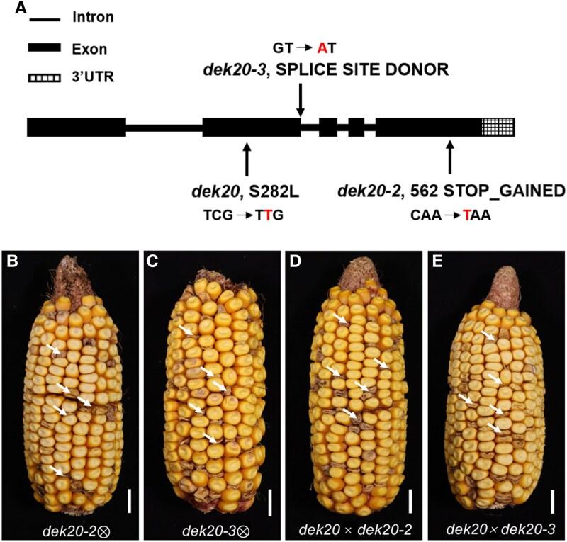 https://cdn.ncbi.nlm.nih.gov/pmc/blobs/820e/12164754/79a5ddb34346/koaf126f2.jpg