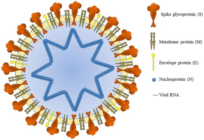 https://cdn.ncbi.nlm.nih.gov/pmc/blobs/820e/7941128/52702bc3f6b2/284_2021_2398_Fig3_HTML.jpg