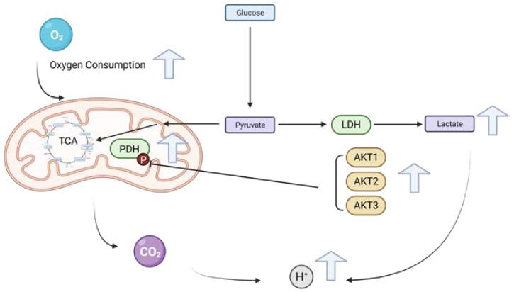 https://cdn.ncbi.nlm.nih.gov/pmc/blobs/8212/10889766/c009531d7c41/ijms-25-02168-g009.jpg