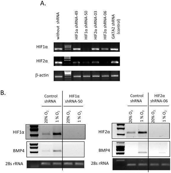 https://cdn.ncbi.nlm.nih.gov/pmc/blobs/8215/2892039/2417548f1995/pone.0011303.g002.jpg