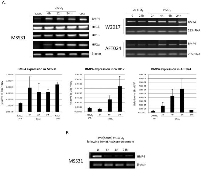 https://cdn.ncbi.nlm.nih.gov/pmc/blobs/8215/2892039/83290f1ceb46/pone.0011303.g001.jpg