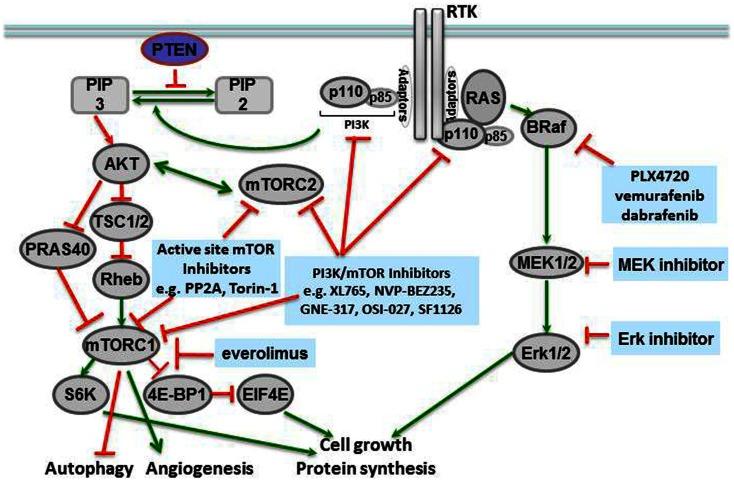 https://cdn.ncbi.nlm.nih.gov/pmc/blobs/8224/3650671/b0015ba2b4aa/fonc-03-00110-g001.jpg
