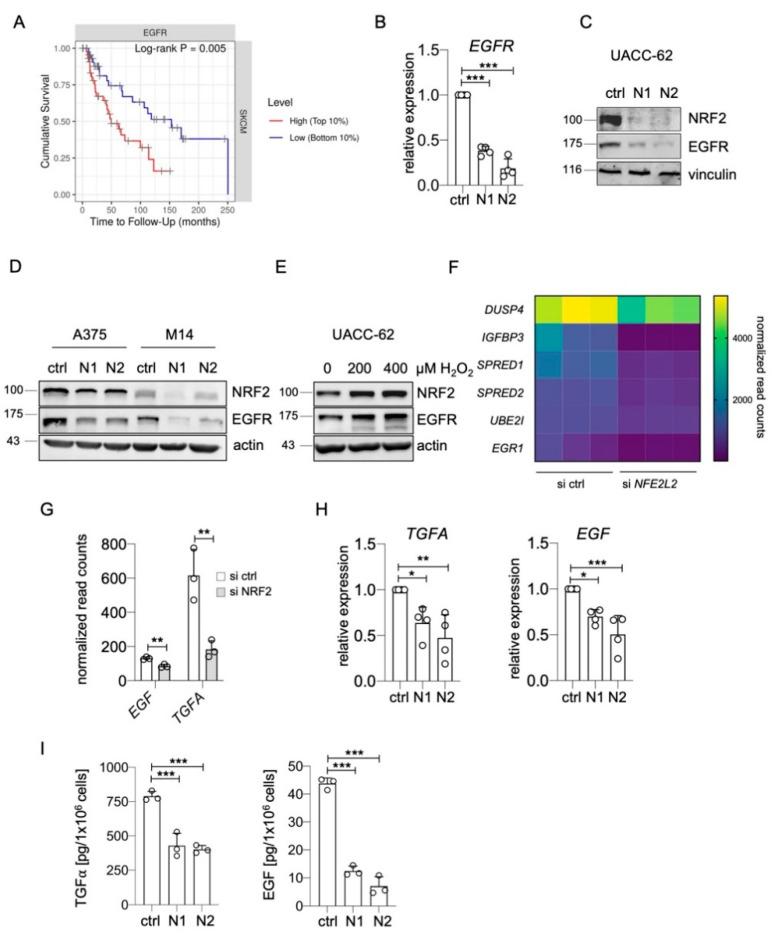 https://cdn.ncbi.nlm.nih.gov/pmc/blobs/8224/8067606/300ce27eb06d/ijms-22-03803-g001.jpg
