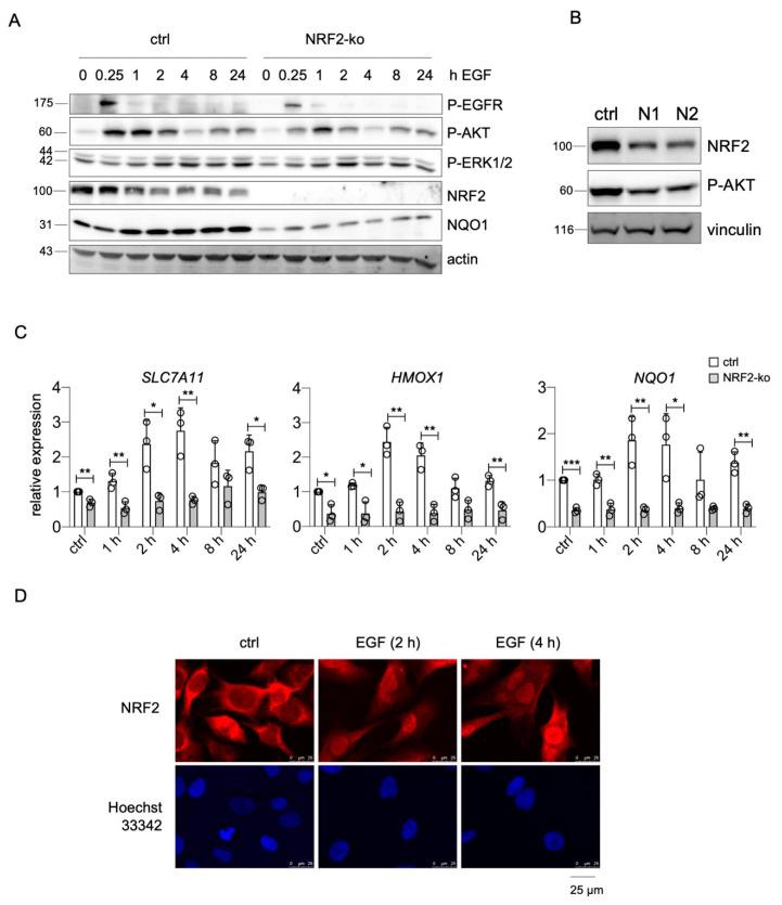 https://cdn.ncbi.nlm.nih.gov/pmc/blobs/8224/8067606/a1ef6b389c65/ijms-22-03803-g006.jpg