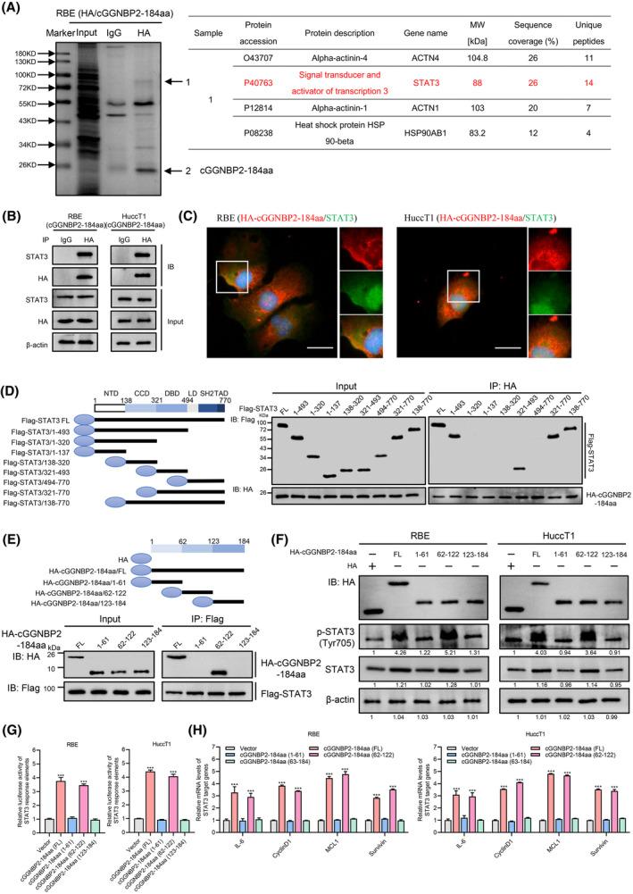https://cdn.ncbi.nlm.nih.gov/pmc/blobs/8224/9306806/96a97e3ea11a/HEP-75-1402-g004.jpg