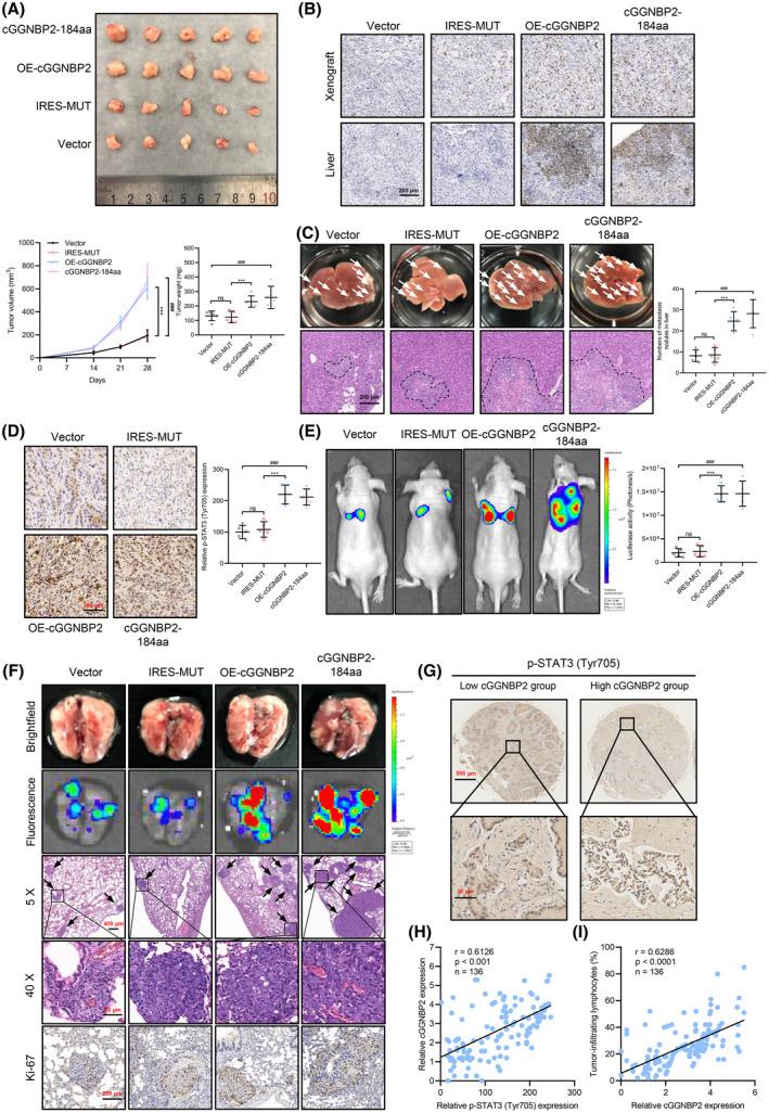 https://cdn.ncbi.nlm.nih.gov/pmc/blobs/8224/9306806/a6882f92c593/HEP-75-1402-g002.jpg