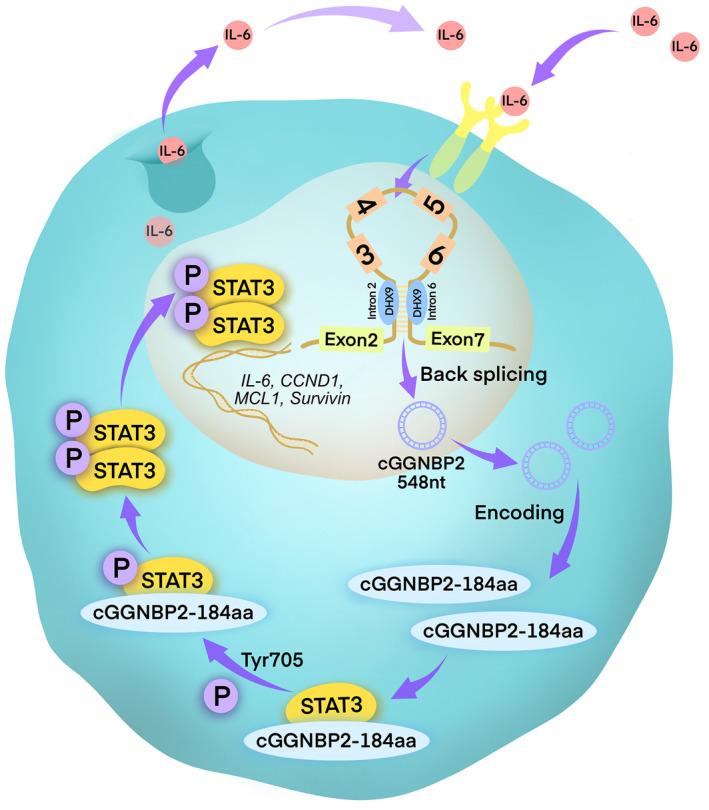 https://cdn.ncbi.nlm.nih.gov/pmc/blobs/8224/9306806/b4380477aa36/HEP-75-1402-g008.jpg
