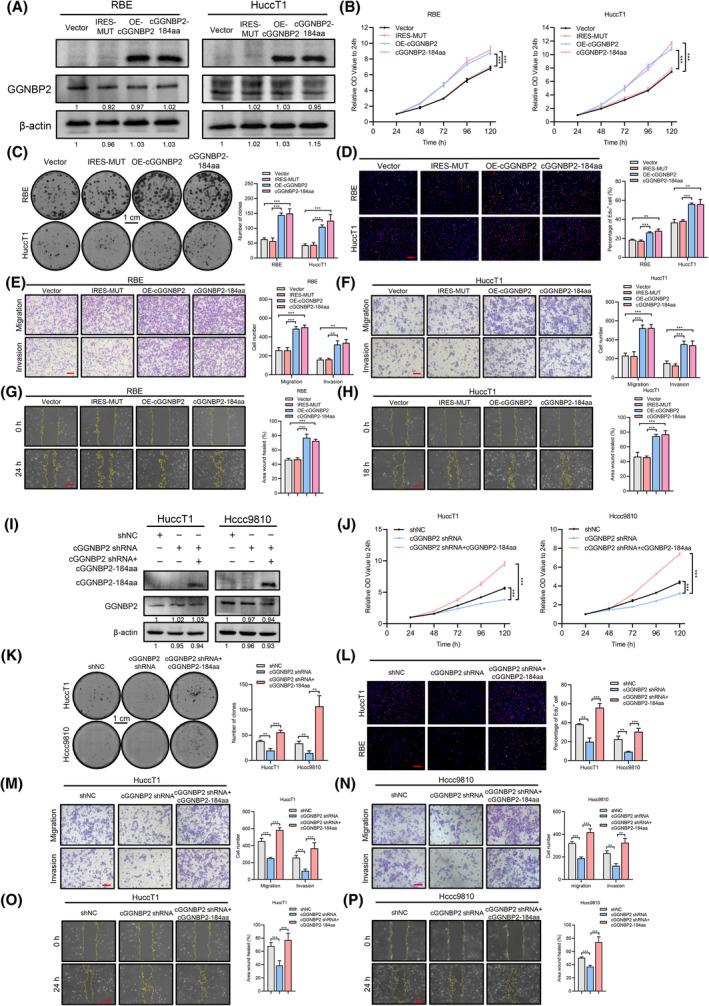 https://cdn.ncbi.nlm.nih.gov/pmc/blobs/8224/9306806/cae04163eb10/HEP-75-1402-g003.jpg