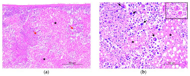 https://cdn.ncbi.nlm.nih.gov/pmc/blobs/8225/10967491/c6d3463b55bf/animals-14-00852-g002.jpg