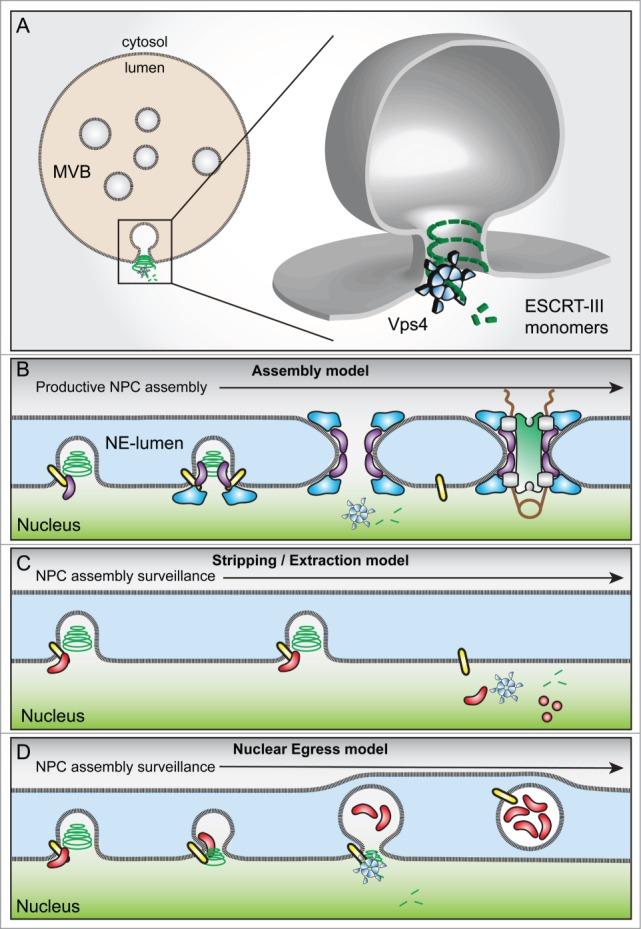 https://cdn.ncbi.nlm.nih.gov/pmc/blobs/8225/4615171/c7d32452046b/kncl-06-03-1035844-g001.jpg