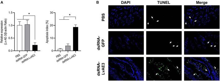 https://cdn.ncbi.nlm.nih.gov/pmc/blobs/8225/8514663/02fdacf1d77b/fphys-12-726600-g007.jpg