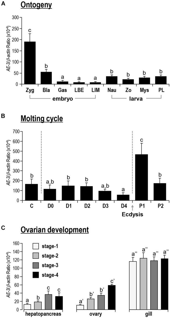 https://cdn.ncbi.nlm.nih.gov/pmc/blobs/8225/8514663/65373dd48b7b/fphys-12-726600-g005.jpg