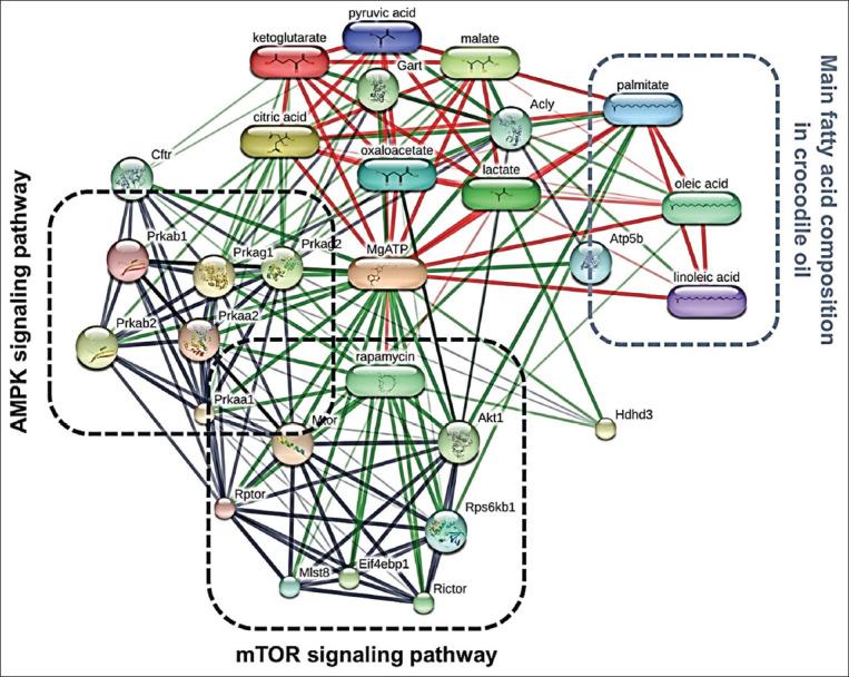 https://cdn.ncbi.nlm.nih.gov/pmc/blobs/8226/9178561/11802b7e8b61/Vetworld-15-986-g006.jpg