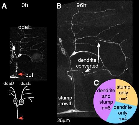 https://cdn.ncbi.nlm.nih.gov/pmc/blobs/822b/5561650/2bb63fcf8a68/13064_2017_92_Fig5_HTML.jpg