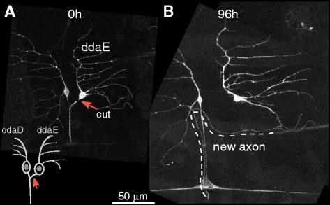 https://cdn.ncbi.nlm.nih.gov/pmc/blobs/822b/5561650/4213be172926/13064_2017_92_Fig2_HTML.jpg