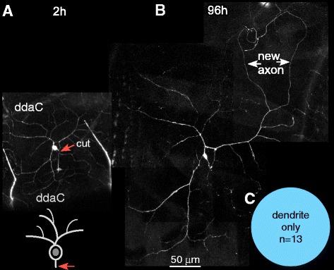 https://cdn.ncbi.nlm.nih.gov/pmc/blobs/822b/5561650/b66b7fa9f11b/13064_2017_92_Fig4_HTML.jpg