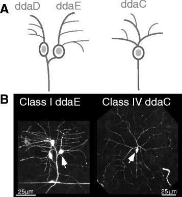 https://cdn.ncbi.nlm.nih.gov/pmc/blobs/822b/5561650/c482aa8a4ea4/13064_2017_92_Fig1_HTML.jpg