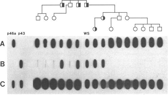 https://cdn.ncbi.nlm.nih.gov/pmc/blobs/822c/286517/39186664a3ca/pnas00242-0191-a.jpg