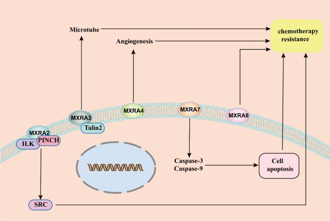 https://cdn.ncbi.nlm.nih.gov/pmc/blobs/822d/12092922/6b8e8fe40249/12672_2025_2728_Fig4_HTML.jpg