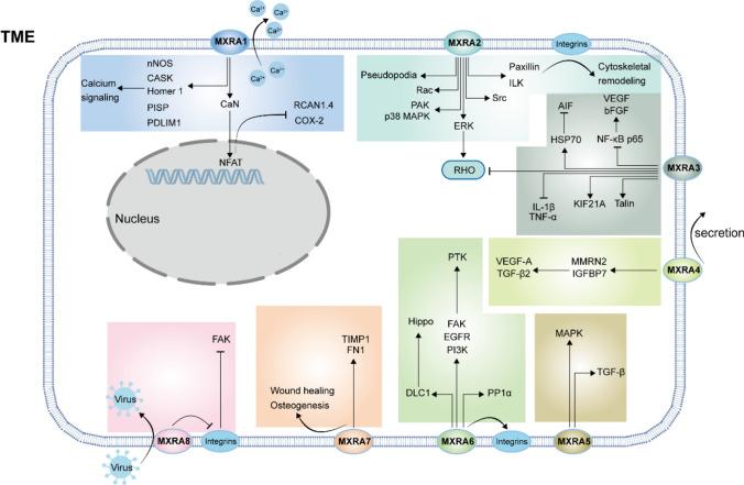 https://cdn.ncbi.nlm.nih.gov/pmc/blobs/822d/12092922/7750b26f8689/12672_2025_2728_Fig2_HTML.jpg