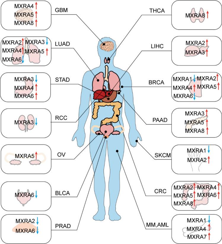 https://cdn.ncbi.nlm.nih.gov/pmc/blobs/822d/12092922/88f8b2a5d5d3/12672_2025_2728_Fig3_HTML.jpg