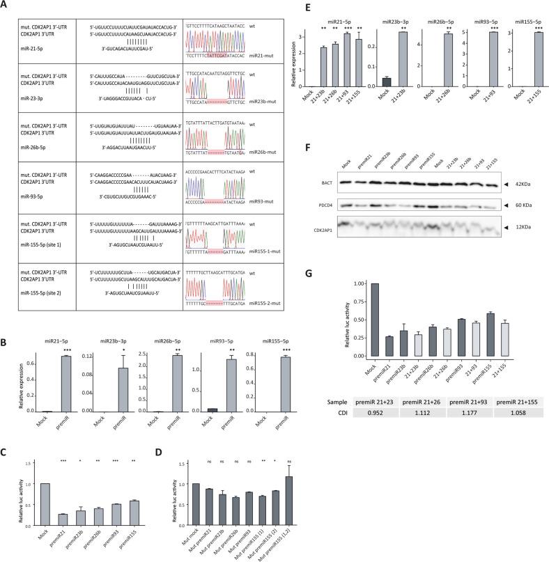 https://cdn.ncbi.nlm.nih.gov/pmc/blobs/822e/10202934/314473e9805b/41419_2023_5857_Fig3_HTML.jpg