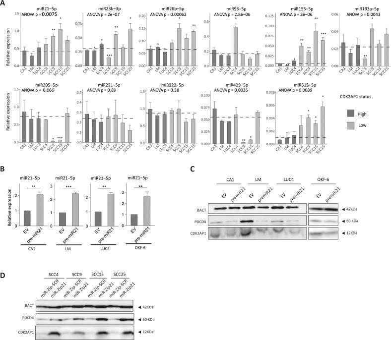 https://cdn.ncbi.nlm.nih.gov/pmc/blobs/822e/10202934/950f9f1989c9/41419_2023_5857_Fig2_HTML.jpg