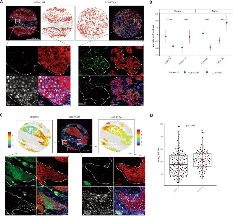 https://cdn.ncbi.nlm.nih.gov/pmc/blobs/822e/10202934/b5ad853f6111/41419_2023_5857_Fig5_HTML.jpg