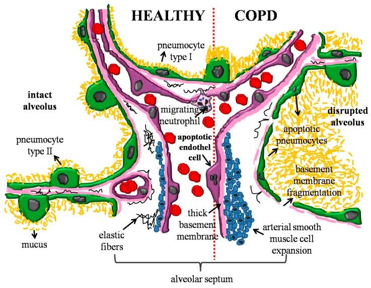 https://cdn.ncbi.nlm.nih.gov/pmc/blobs/822e/6770145/b302ebae212d/ijms-20-04329-g002.jpg
