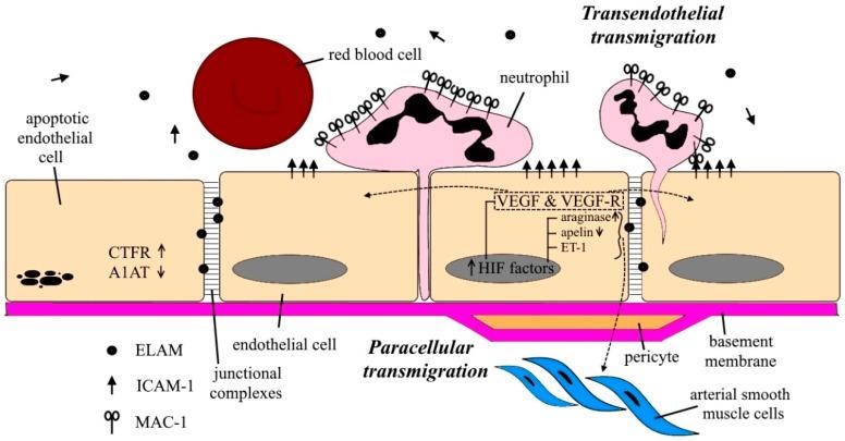 https://cdn.ncbi.nlm.nih.gov/pmc/blobs/822e/6770145/f65f2c1f907d/ijms-20-04329-g004.jpg