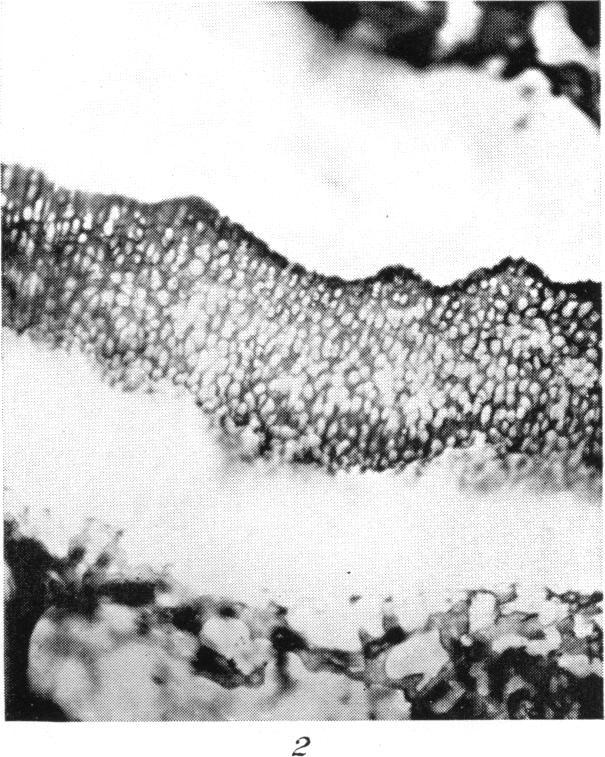 https://cdn.ncbi.nlm.nih.gov/pmc/blobs/8234/1251724/6a01b9dafbdf/biochemj01151-0173-b.jpg