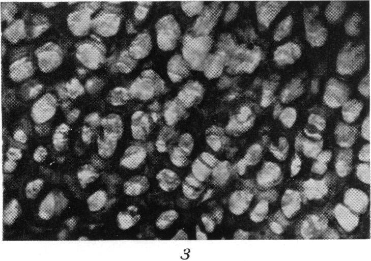 https://cdn.ncbi.nlm.nih.gov/pmc/blobs/8234/1251724/7cac4b342ab3/biochemj01151-0173-c.jpg