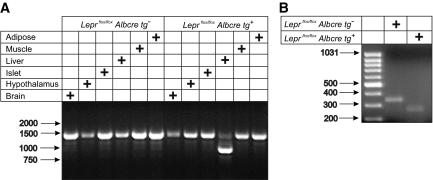 https://cdn.ncbi.nlm.nih.gov/pmc/blobs/8238/2992763/6839d5ff88dc/zdb0121063840001.jpg