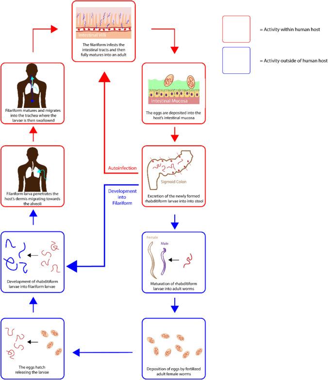 https://cdn.ncbi.nlm.nih.gov/pmc/blobs/823b/9090711/08f08d8c0698/11095_2022_3232_Fig9_HTML.jpg