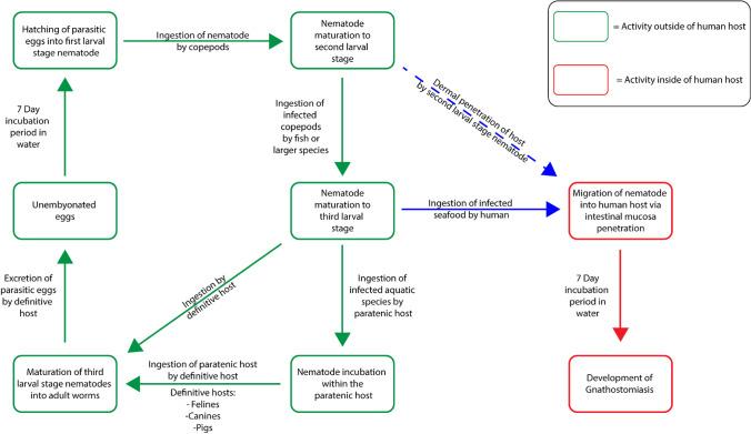 https://cdn.ncbi.nlm.nih.gov/pmc/blobs/823b/9090711/0b3834119052/11095_2022_3232_Fig7_HTML.jpg