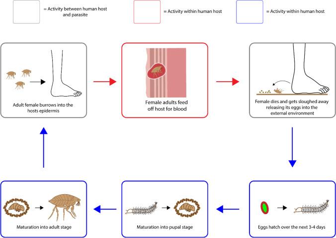 https://cdn.ncbi.nlm.nih.gov/pmc/blobs/823b/9090711/6148ab165930/11095_2022_3232_Fig6_HTML.jpg