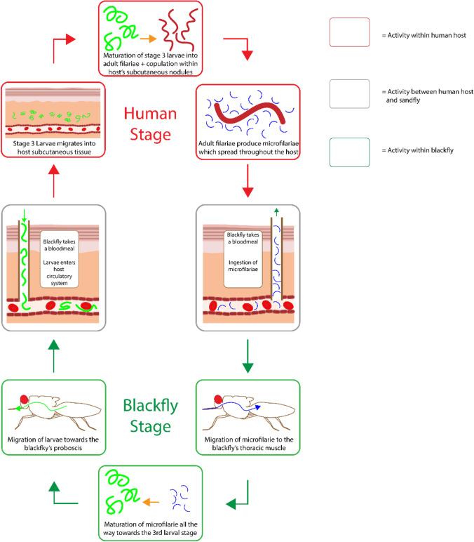 https://cdn.ncbi.nlm.nih.gov/pmc/blobs/823b/9090711/a716eb66fa97/11095_2022_3232_Fig8_HTML.jpg