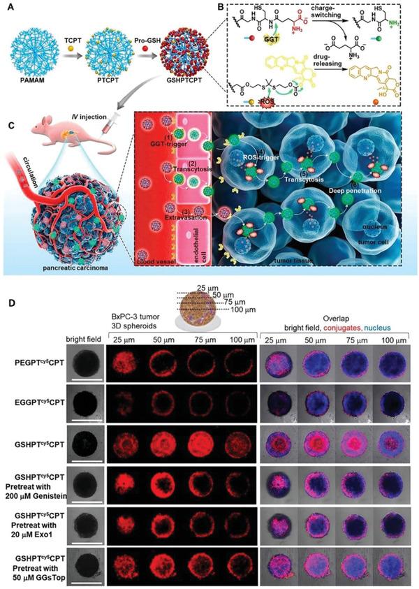 https://cdn.ncbi.nlm.nih.gov/pmc/blobs/823c/7788636/72284f1189d0/ADVS-8-2002589-g005.jpg