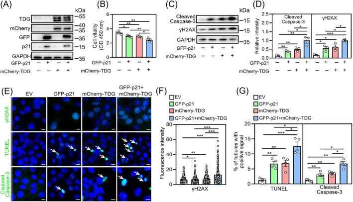 https://cdn.ncbi.nlm.nih.gov/pmc/blobs/823e/11471390/60e8eb890094/CPR-57-e13676-g003.jpg