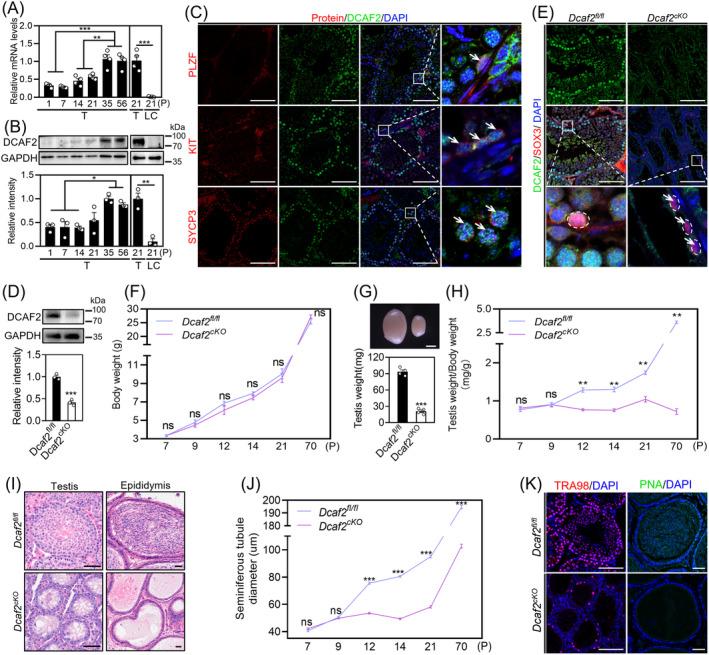 https://cdn.ncbi.nlm.nih.gov/pmc/blobs/823e/11471390/eb3138c2e26a/CPR-57-e13676-g006.jpg