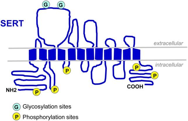 https://cdn.ncbi.nlm.nih.gov/pmc/blobs/8241/6379337/501b928340a3/fnins-13-00091-g001.jpg