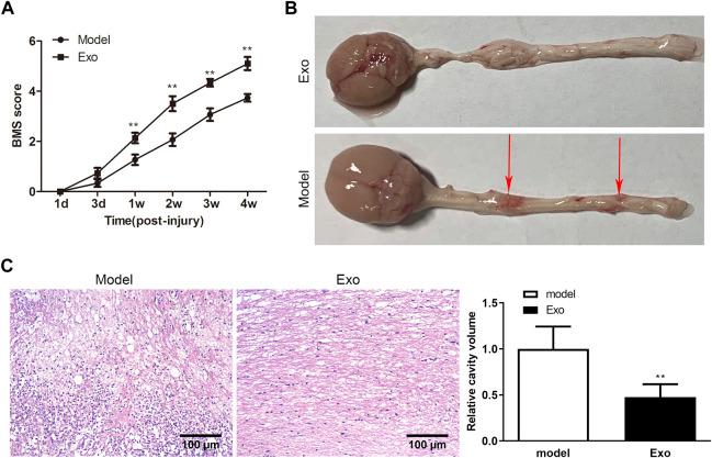 https://cdn.ncbi.nlm.nih.gov/pmc/blobs/8244/9871459/8e5c1d6c48c3/fphar-13-1078761-g002.jpg