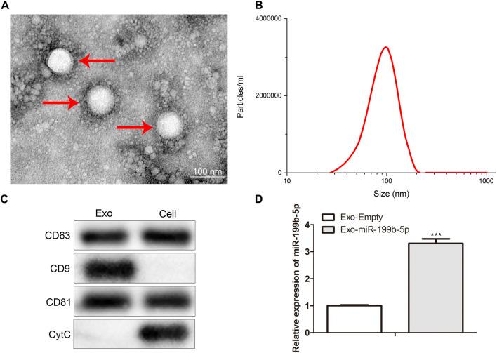 https://cdn.ncbi.nlm.nih.gov/pmc/blobs/8244/9871459/9365d2d86184/fphar-13-1078761-g001.jpg