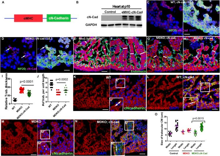 https://cdn.ncbi.nlm.nih.gov/pmc/blobs/8246/6681736/200e959df68e/pnas.1904684116fig07.jpg