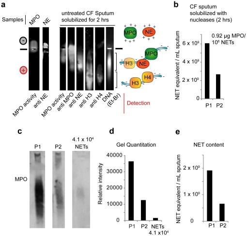 https://cdn.ncbi.nlm.nih.gov/pmc/blobs/8247/3235130/1b090bc84aab/pone.0028526.g002.jpg